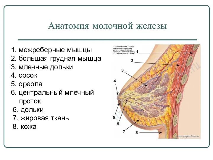 Анатомия молочной железы 1. межреберные мышцы 2. большая грудная мышца 3. млечные