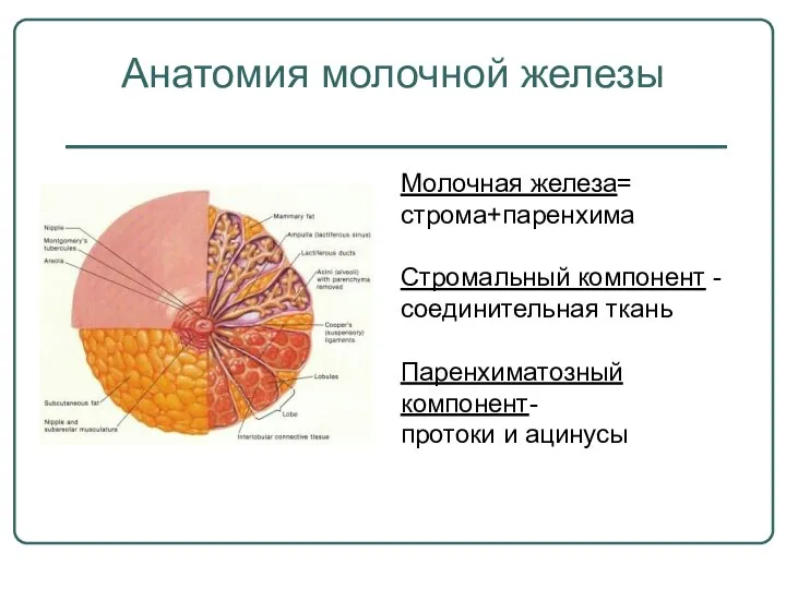 Анатомия молочной железы Молочная железа= строма+паренхима Стромальный компонент - соединительная ткань Паренхиматозный компонент- протоки и ацинусы