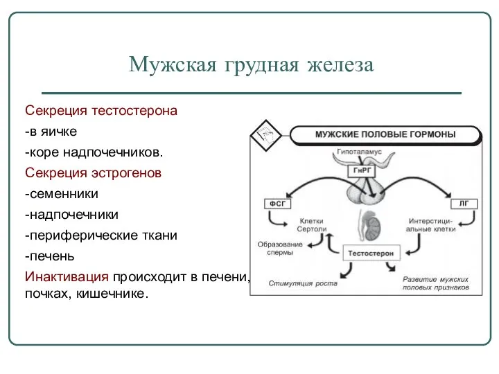 Мужская грудная железа Секреция тестостерона -в яичке -коре надпочечников. Секреция эстрогенов -семенники