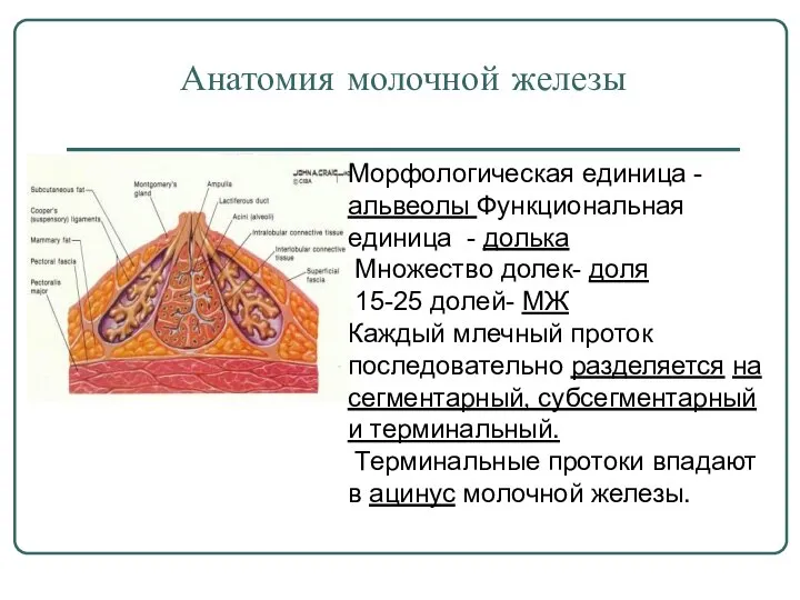 Анатомия молочной железы Морфологическая единица - альвеолы Функциональная единица - долька Множество