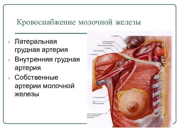 Кровоснабжение молочной железы Латеральная грудная артерия Внутренняя грудная артерия Собственные артерии молочной железы