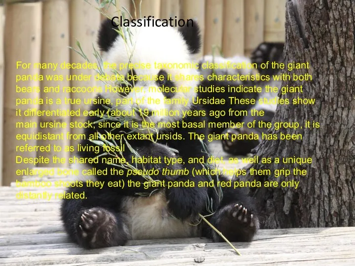 For many decades, the precise taxonomic classification of the giant panda was