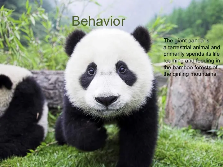 Behavior The giant panda is a terrestrial animal and primarily spends its