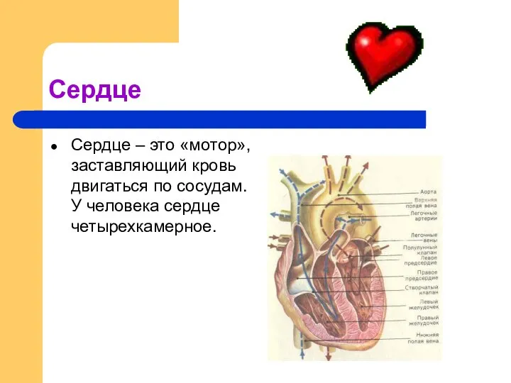 Сердце Сердце – это «мотор», заставляющий кровь двигаться по сосудам. У человека сердце четырехкамерное.