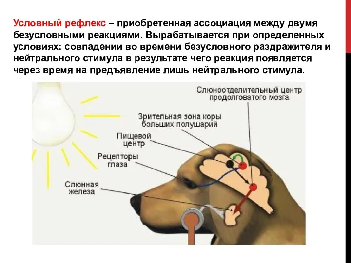 Условный рефлекс – приобретенная ассоциация между двумя безусловными реакциями. Вырабатывается при определенных