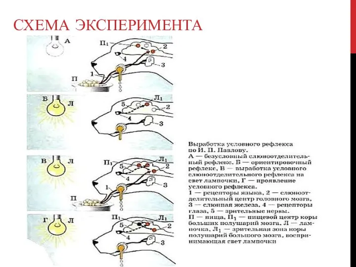 СХЕМА ЭКСПЕРИМЕНТА