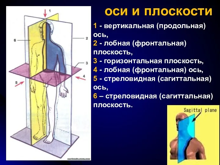 оси и плоскости 1 - вертикальная (продольная) ось, 2 - лобная (фронтальная)