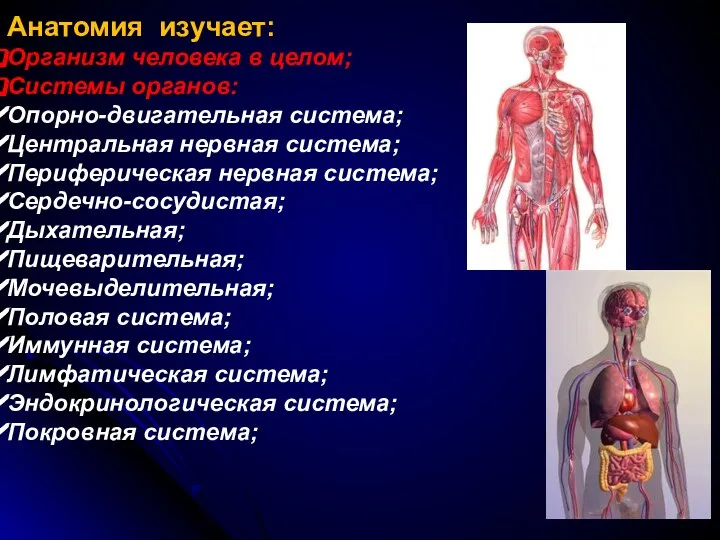 Анатомия изучает: Организм человека в целом; Системы органов: Опорно-двигательная система; Центральная нервная