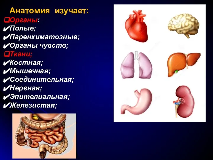 Анатомия изучает: Органы: Полые; Паренхиматозные; Органы чувств; Ткани; Костная; Мышечная; Соединительная; Нервная; Эпителиальная; Железистая;