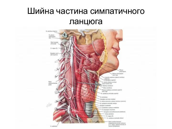 Шийна частина симпатичного ланцюга