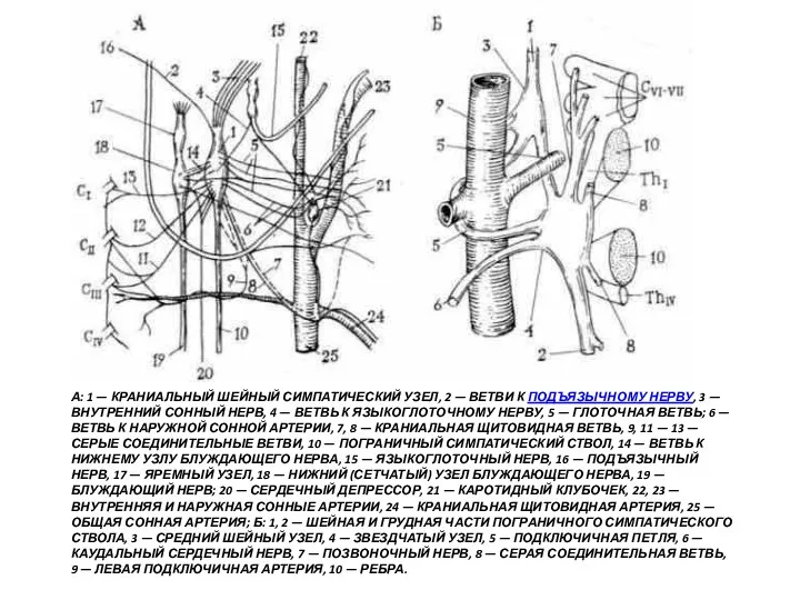 А: 1 — КРАНИАЛЬНЫЙ ШЕЙНЫЙ СИМПАТИЧЕСКИЙ УЗЕЛ, 2 — ВЕТВИ К ПОДЪЯЗЫЧНОМУ