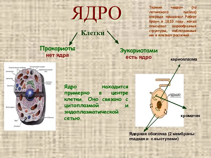 ЯДРО Клетки Прокариоты нет ядра Эукариотами есть ядро Ядро находится примерно в