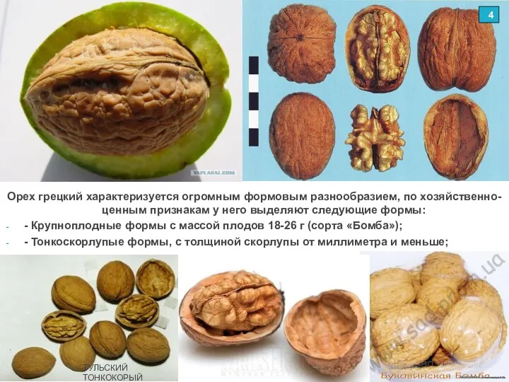 Орех грецкий характеризуется огромным формовым разнообразием, по хозяйственно-ценным признакам у него выделяют