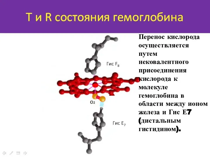 Перенос кислорода осуществляется путем нековалентного присоединения кислорода к молекуле гемоглобина в области