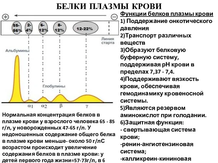 БЕЛКИ ПЛАЗМЫ КРОВИ Функции белков плазмы крови 1) Поддержание онкотического давления 2)Транспорт