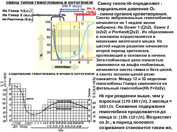 Hb при рождении выше, чем у взрослых (170-180 г/л). 2 месяца ≈