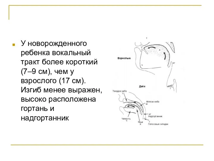 У новорожденного ребенка вокальный тракт более короткий (7–9 см), чем у взрослого