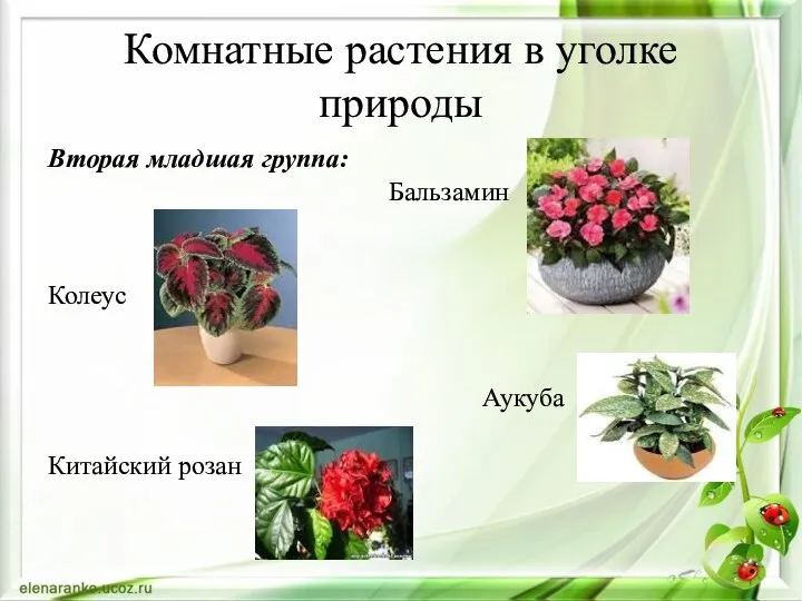 Комнатные растения в уголке природы Вторая младшая группа: Бальзамин Колеус Аукуба Китайский розан