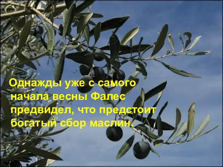 Однажды уже с самого начала весны Фалес предвидел, что предстоит богатый сбор маслин.