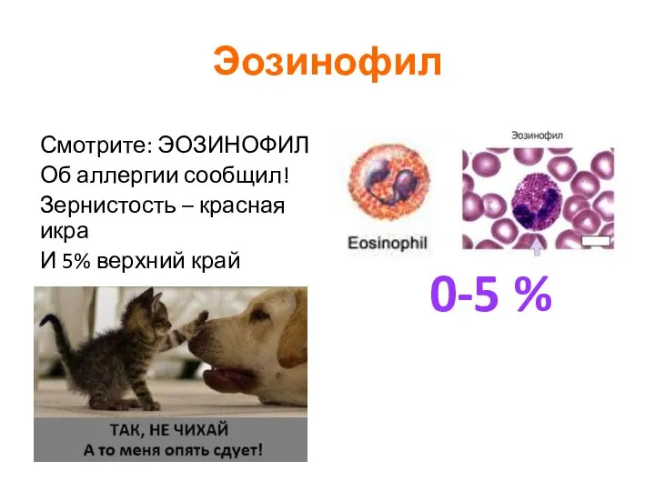 Эозинофил Смотрите: ЭОЗИНОФИЛ Об аллергии сообщил! Зернистость – красная икра И 5% верхний край 0-5 %