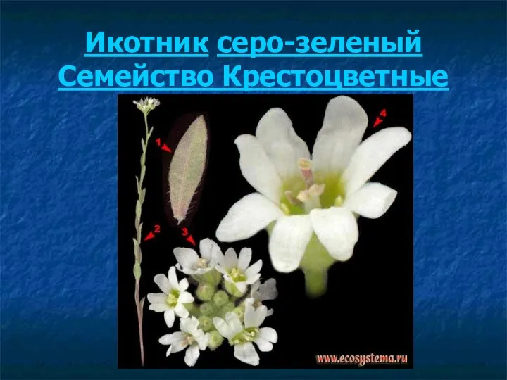 Икотник серо-зеленый Семейство Крестоцветные