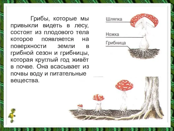 Грибы, которые мы привыкли видеть в лесу, состоят из плодового тела которое