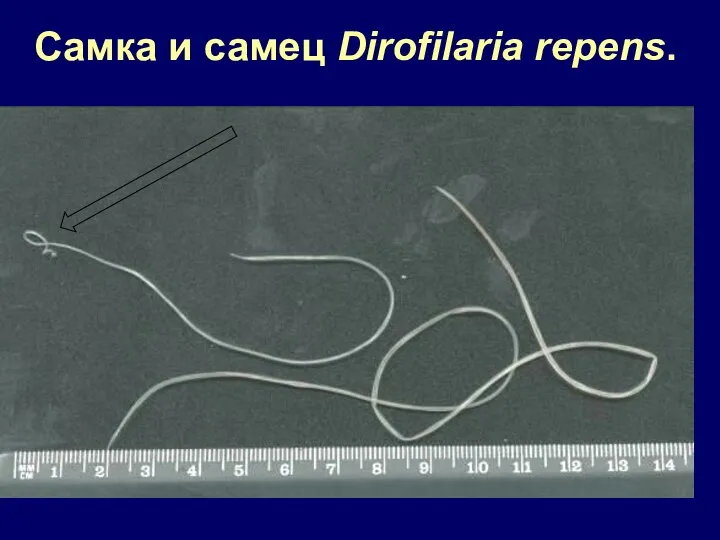 Самка и самец Dirofilaria repens.