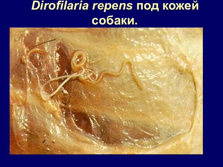 Dirofilaria repens под кожей собаки.