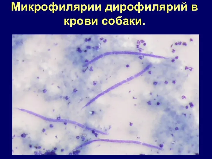 Микрофилярии дирофилярий в крови собаки.