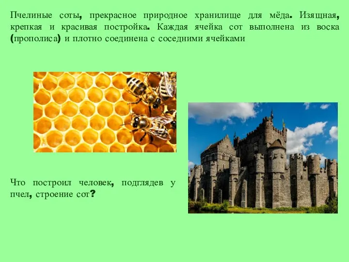 Пчелиные соты, прекрасное природное хранилище для мёда. Изящная, крепкая и красивая постройка.