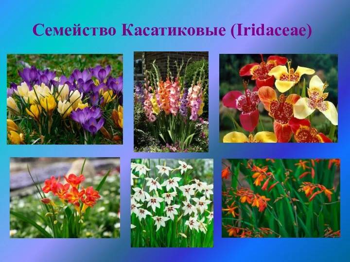 Cемейство Касатиковые (Iridaceae)