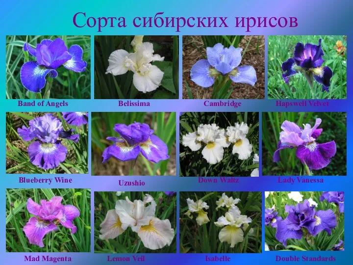 Сорта сибирских ирисов Band of Angels Belissima Cambridge Hapswell Velvet Blueberry Wine