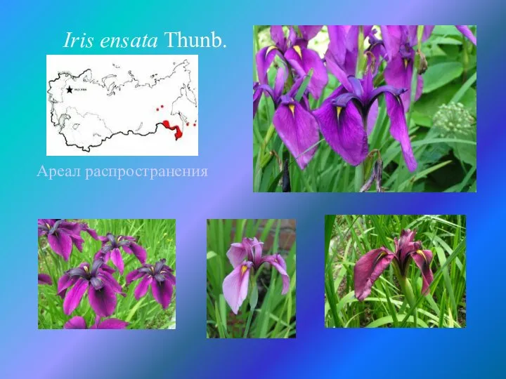 Ареал распространения Iris ensata Thunb.