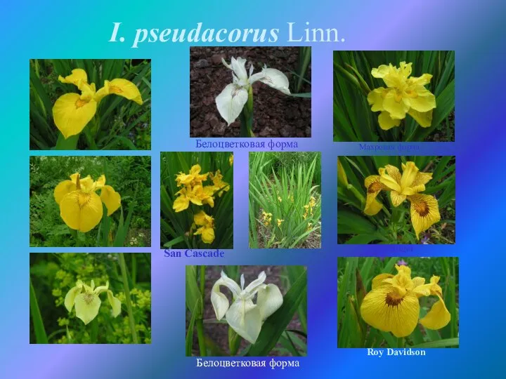 I. pseudacorus Linn. Roy Davidson Phil Edinger Махровая форма Белоцветковая форма Белоцветковая форма San Cascade