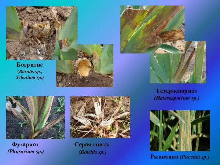 Ботритис (Botritis sp., Sclertium sp.) Гетероспориоз (Heterosporium sp.) Ржавчина (Puccnia sp.) Серая