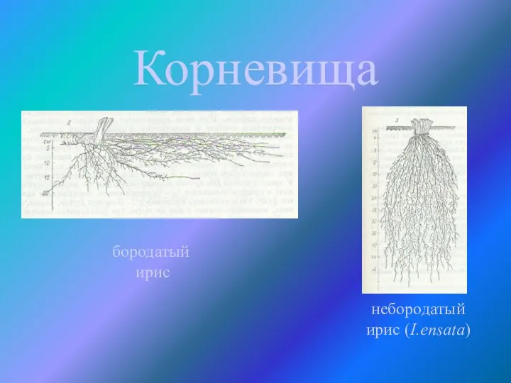 Корневища бородатый ирис небородатый ирис (I.ensata)