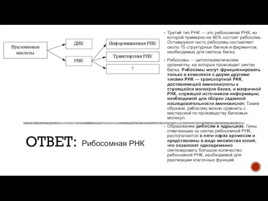 ОТВЕТ: Третий тип РНК — это рибосомная РНК, из которой примерно на