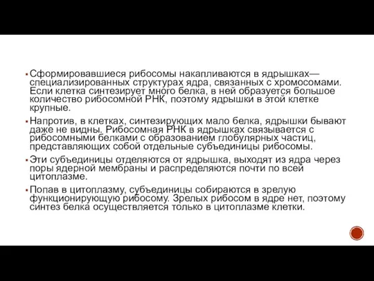 Сформировавшиеся рибосомы накапливаются в ядрышках— специализированных структурах ядра, связанных с хромосомами. Если