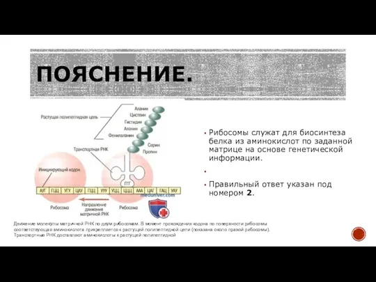 ПОЯСНЕНИЕ. Рибосомы служат для биосинтеза белка из аминокислот по заданной матрице на