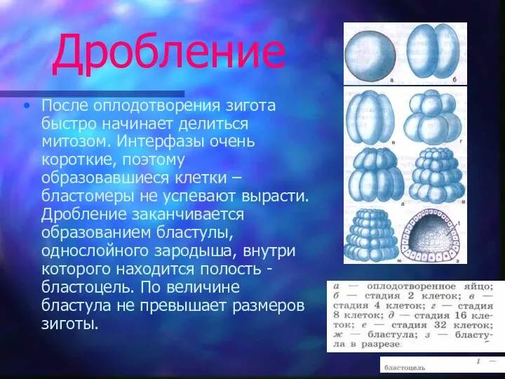 Дробление После оплодотворения зигота быстро начинает делиться митозом. Интерфазы очень короткие, поэтому