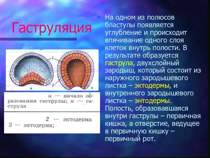 Гаструляция На одном из полюсов бластулы появляется углубление и происходит впячивание одного