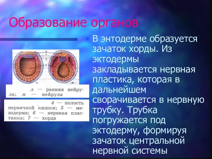 Образование органов В энтодерме образуется зачаток хорды. Из эктодермы закладывается нервная пластика,