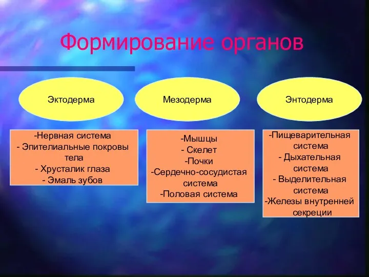 Формирование органов Эктодерма Мезодерма Энтодерма Нервная система Эпителиальные покровы тела Хрусталик глаза