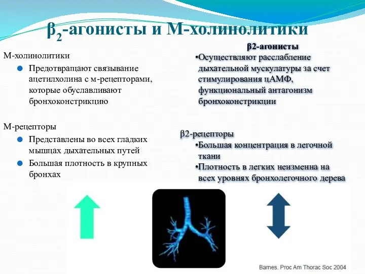 β2-агонисты и М-холинолитики М-холинолитики Предотвращают связывание ацетилхолина с м-рецепторами, которые обуславливают бронхоконстрикцию