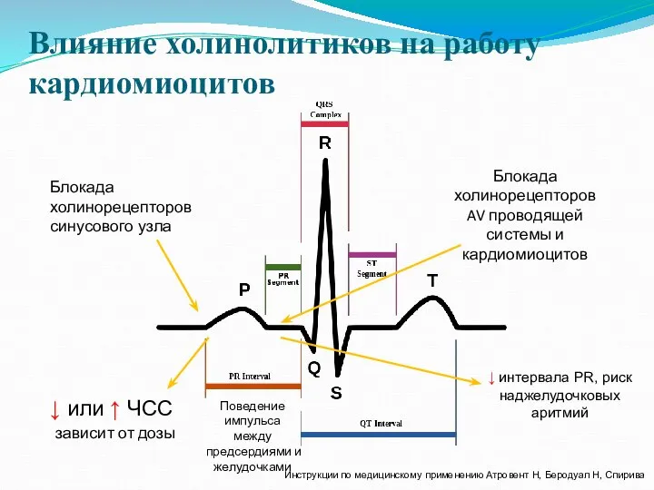 Влияние холинолитиков на работу кардиомиоцитов Блокада холинорецепторов синусового узла ↓ или ↑