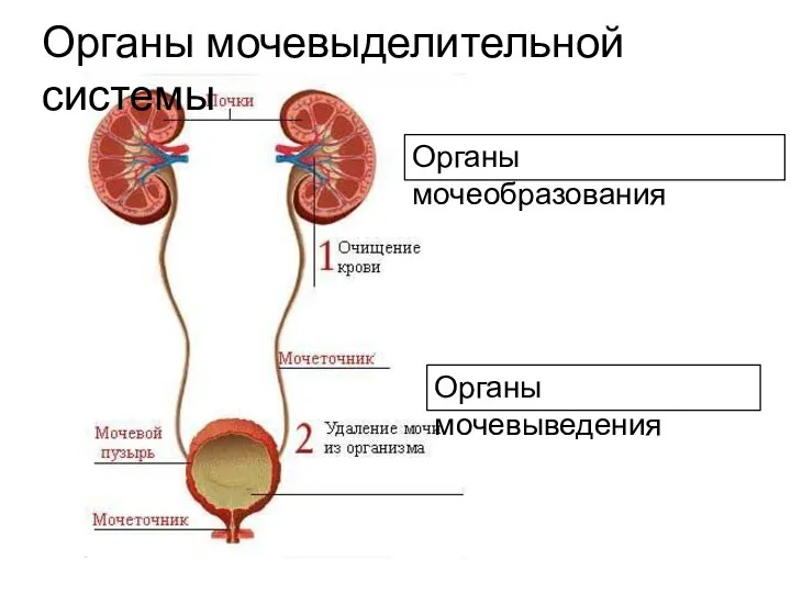 Органы мочевыделительной системы Органы мочеобразования Органы мочевыведения