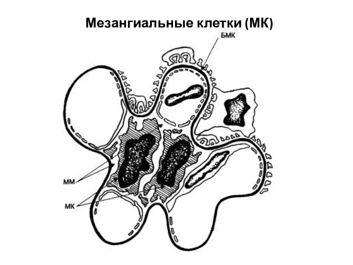 Мезангиальные клетки (МК)