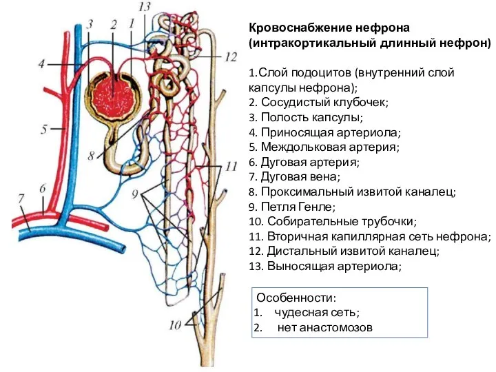 Кровоснабжение нефрона (интракортикальный длинный нефрон) 1.Слой подоцитов (внутренний слой капсулы нефрона); 2.