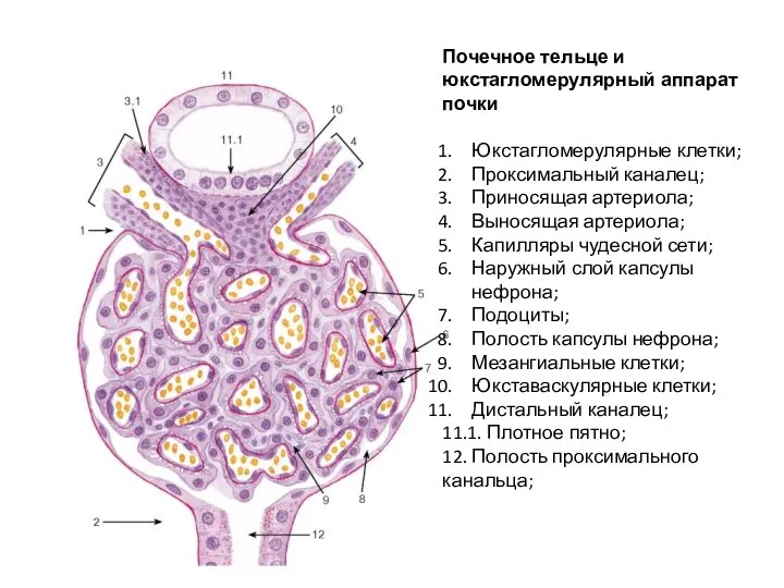 Почечное тельце и юкстагломерулярный аппарат почки Юкстагломерулярные клетки; Проксимальный каналец; Приносящая артериола;