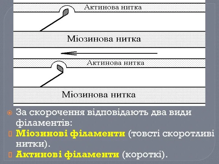 За скорочення відповідають два види філаментів: Міозинові філаменти (товсті скоротливі нитки). Актинові філаменти (короткі).